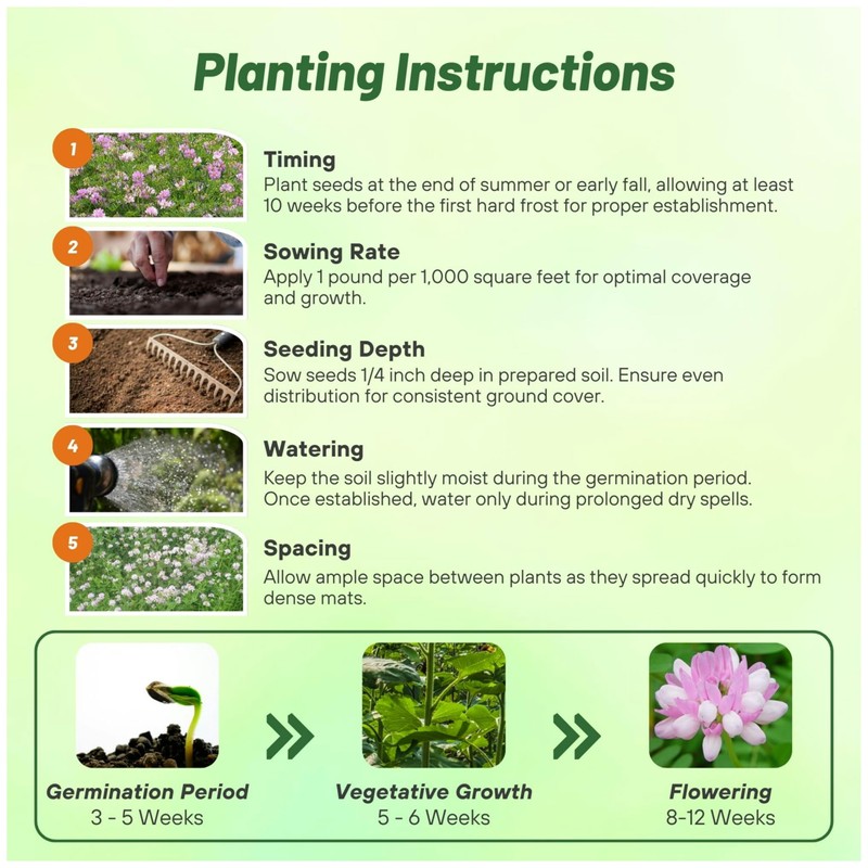 Outsidepride Perennial Crown Vetch Seeds - 1/4 lb. Drought-Tolerant, Fast-Growing