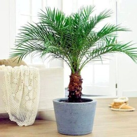 Dwarf Pygmy Date Palm Tree Seeds (Phoenix roebelinii) Great Indoor Houseplant 10 Seed