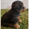 Pet Pals Black and Tan Cavapoo | Resin Home or
