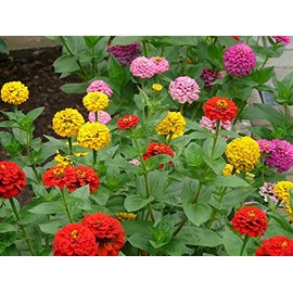 California Giants Zinnia Mix - Red, Orange, Yellow, White, Pink, and Purple Flowers - Attracts Butterflies - 250 Seeds