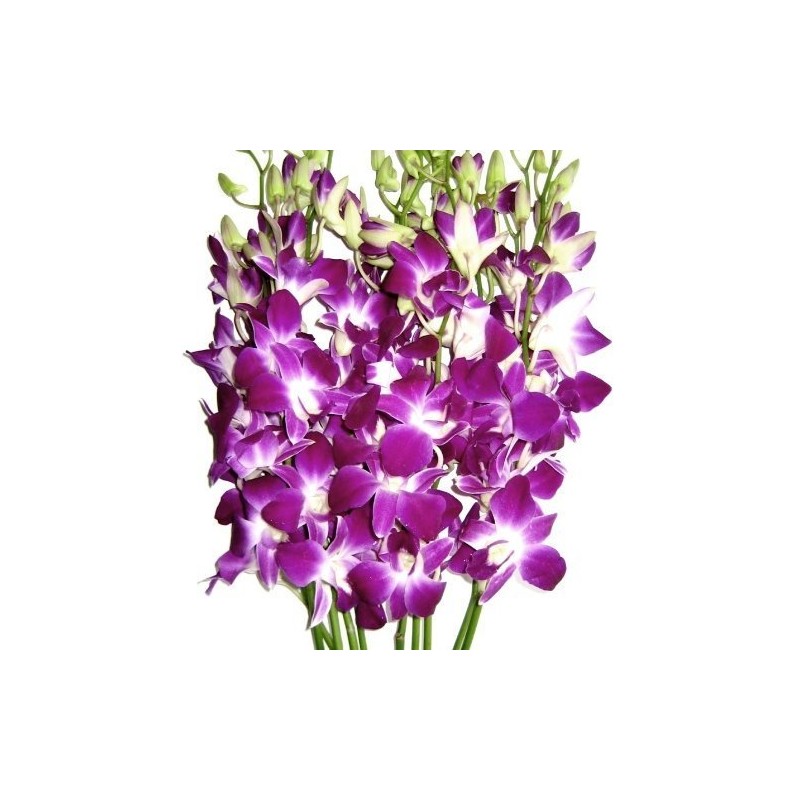 Fresh Cut Orchids - 30 stems Purple Dendrobium Orchids with