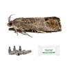 IPM Direct Pack of 3 Moth Trap Attractant Pheromones (Codling