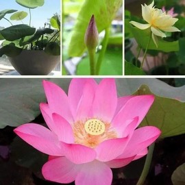 20 Pcs Mix Bonsai Bowl Lotus Seeds,Lotus Seeds for Planting Water Features Mixed Color