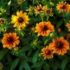 Black Eyed Susan Seeds (Dwarf) - Rustic Mix - 1