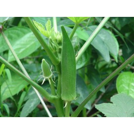 D and D Market Clemson Spineless Okra Seeds 100+ seeds Non GMO Heirloom Harvested in the USA