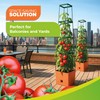 Bio Green 2 Pack Garden Tomato Planter MAXITOM, with Plant