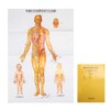 Chinese and English Acupoint Wall Chart Front Large Size Comprehensive