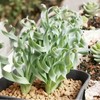 200PCS/BAG Green Succulents for DIY Bonsai and Potted Flowers -