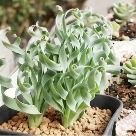 200PCS/BAG Green Succulents for DIY Bonsai and Potted Flowers - Vibrant Garden Delight