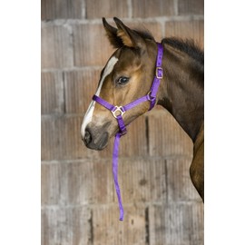 Ekkia Foal Halter with Adjustable Nose and Neck Strap Purple