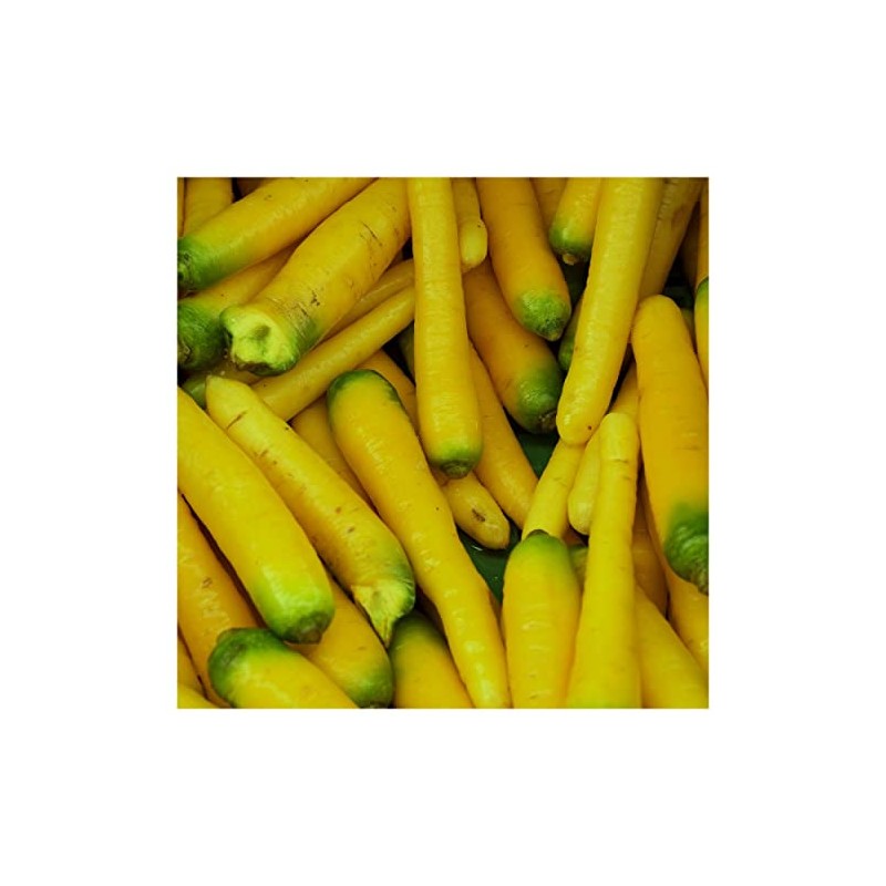 Everwilde Farms - 1 Oz Organic Solar Yellow Carrot Seeds