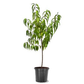 Early Grande Peach Tree, Southern Variety, Great for Mild Winters, Sweet Fruit, 2-3 ft. Tree Height, 5 gal Nursery Pot (Due to Agricultural Laws, we Cannot Ship to CA, AZ, AK, or HI)