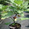 Ficus "Celeste" Fig Tree live plant cold hardy