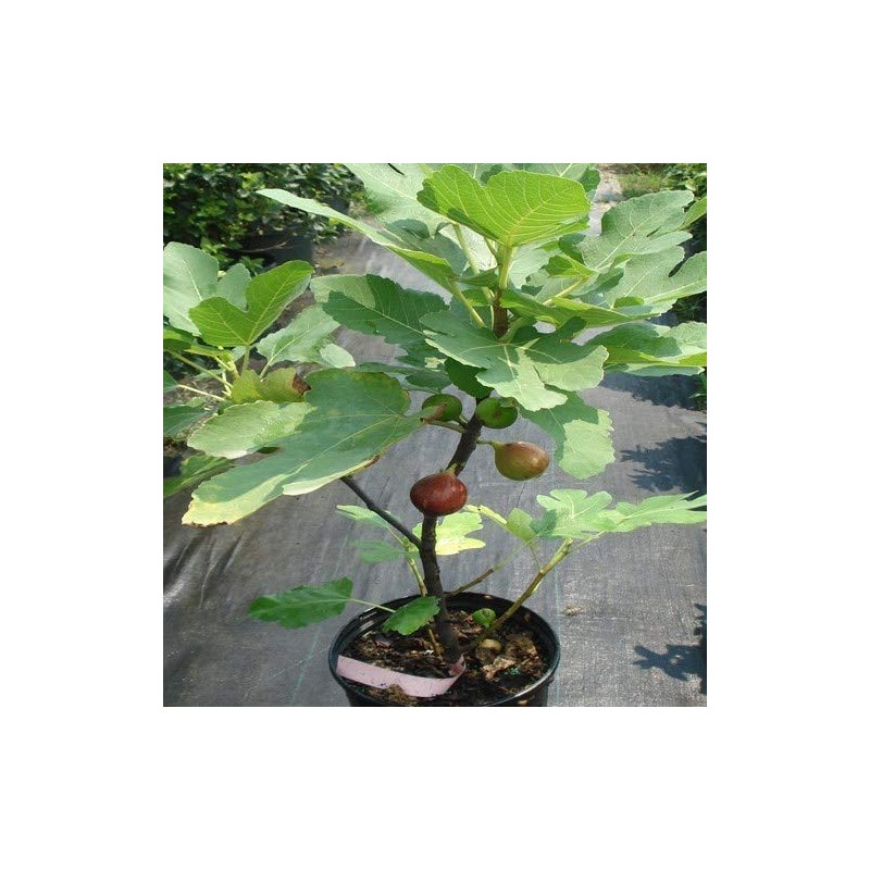 Ficus "Celeste" Fig Tree live plant cold hardy