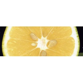 Mexican Scented. tonikku・berugamotto Refill