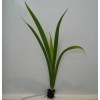 Louisiana Blue Flag Iris Aquatic Hardy Marginal Pond Plant -