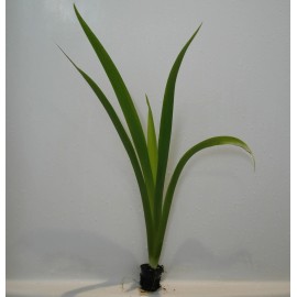 Louisiana Blue Flag Iris Aquatic Hardy Marginal Pond Plant - Buy 2 Get 1 Free