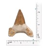 Kalifano Auténticos Fosilizados Dientes De Tiburón Prehistór