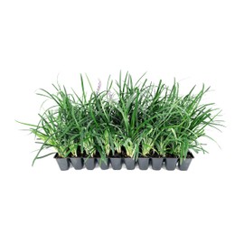 Super Blue Liriope Muscari - 3 Live Plants - Evergreen Ground Cover Grass
