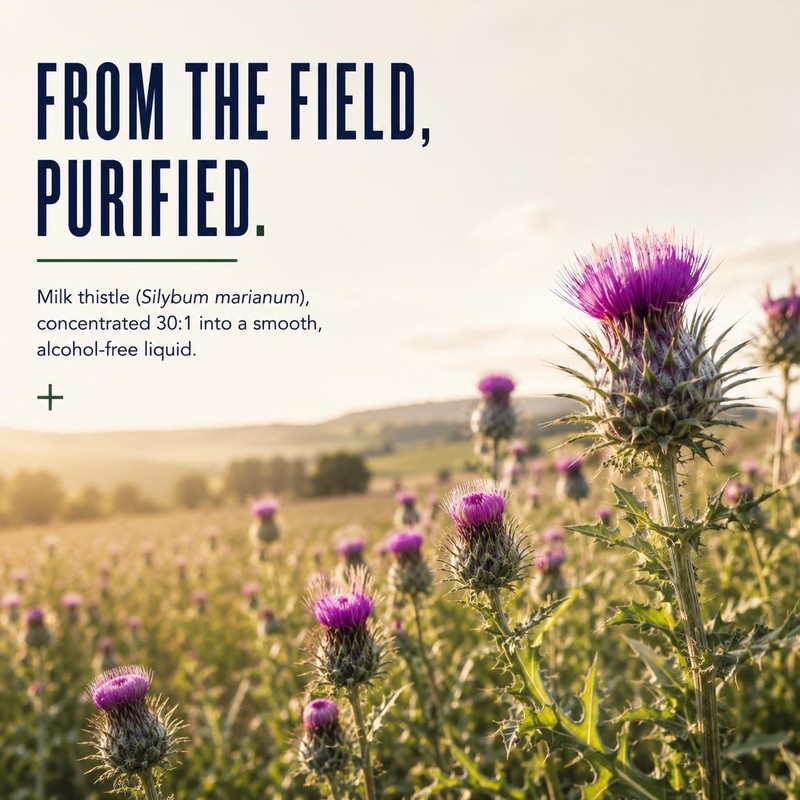 Milk Thistle Capsules 12,500mg Equivalent | Standardised to 80% Silymarin