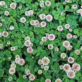White Dutch Clover Seeds - 5 Lb - Lawn, Pasture & Cover Crop Seeds by Mountain Valley Seeds