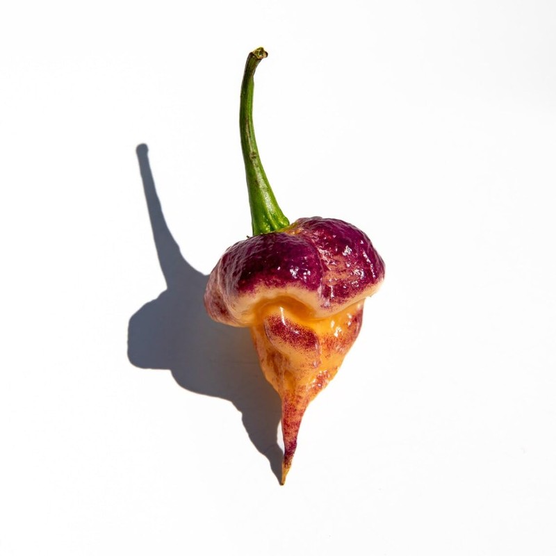 Purple Peach Carolina Reaper Pepper Premium Seeds for Planting Packet