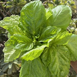 Basil, Lettuce Leaf (Ocimum basilicum) Herb Seeds, Easy to Grow, Giant Leaves, Mild, Sweet Flavor, Pollinator-Friendly, Seeds by MySeeds.Co, You Choose The Amount (1 oz)