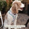 Lucy & Co. Cute Reversible Dog Harness Walking Halter -