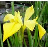 Louisiana Iris Bog Plant - Dixie Deb - Yellow Marginal