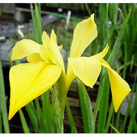 Louisiana Iris Bog Plant - Dixie Deb - Yellow Marginal Pond Plant from AquaLeaf Aquatics