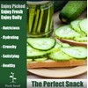 Park Seed Variety of Cucumber Seeds, Planting Cucumbers, Vegetable Seeds,