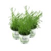 Olive herb in a set of 3, olive shrub, Santolina