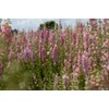 Light Pink Larkspur Rocket Flower Seeds for Planting, 250+ Seeds