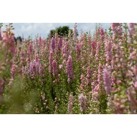 Light Pink Larkspur Rocket Flower Seeds for Planting, 250+ Seeds Per Packet, (Isla's Garden Seeds), Non GMO & Heirloom Seeds, Botanical Name: Delphinium consolida, Great Home Garden Gift