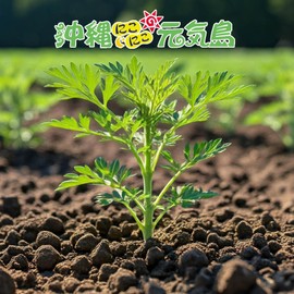 Wormwood Tea Bag, Ryukyu Mugwort Tea 10 Packets x 1 Bag, Made in Okinawa Prefecture, Made in Japan, Tea Bag, Wormwood Tea, Okinawa Nikoniko Genki Island Brand