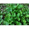 Ishigakijima Tsubokusa Tea 100% Gotsukora Small 0.4 oz (10 g)