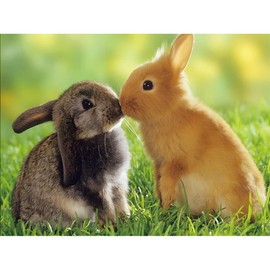 NAIMOER 5D Diamond Painting Pictures Rabbit Diamond Painting Kits 5D Diamond Painting Set Rabbit Diamond Painting Adult Full Rhinestone Embroidery Cross Stitch 40 x 30 cm