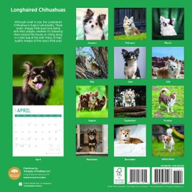 2025 Longhaired Chihuahuas Monthly Wall Calendar by Bright Day, 12 x 12 Inch Cute Dog Breed Gift