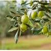 Basilippo Extra Virgin Olive Oil Gourmet - 16.9 OZ /