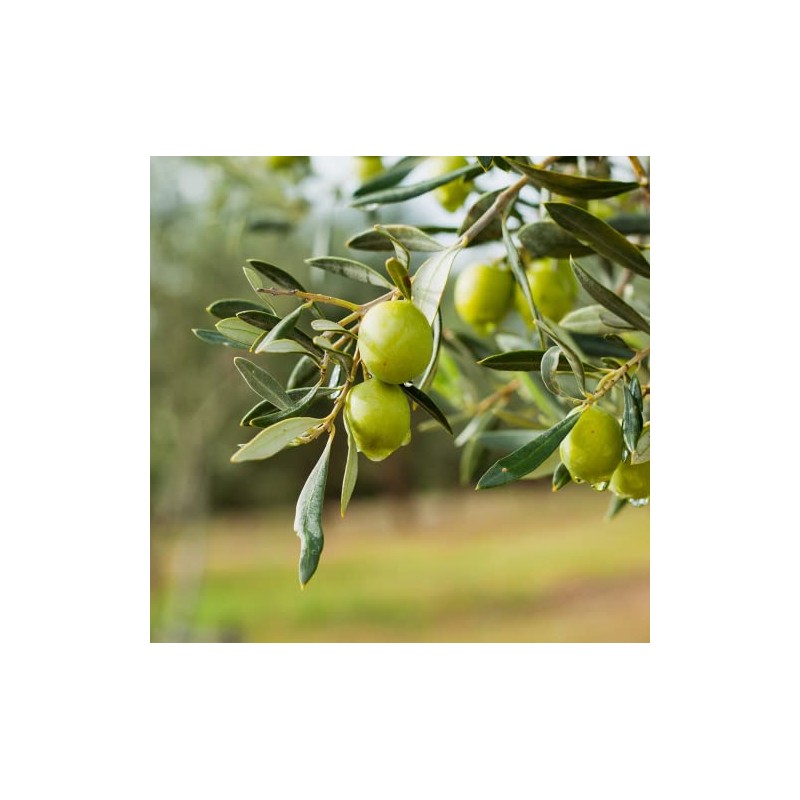 Basilippo Extra Virgin Olive Oil Gourmet - 16.9 OZ /