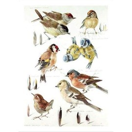 Medici Cards Artistic Birthday Card (MED-BLGG1118) - Garden Birds - Watercolour Painting by Mildred E. Eldridge - Greeting Card For Him/For Her