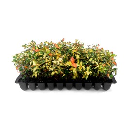 Jasmine Summer Sunset - 10 Live Plants - Trachelospermum Asiaticum - Colorful Groundcover Vine