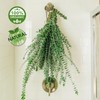 Shower Eucalyptus by Paradise Aroma (Large) | Grown in San