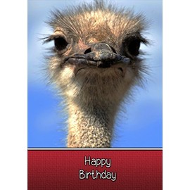 Ostrich Birthday Card