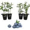 Wekiva Foliage Blueberry Variety Pack - 4 Live Starter Plants
