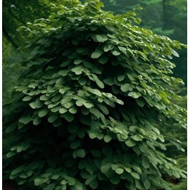 Fagus Americana (grandifolia) (American Beech) Tree Seeds, Smooth Bark and Vibrant Autumn Foliage, Seeds by MySeeds.Co, You Choose The Amount (0.5 oz)