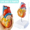 Merinden Medical Anatomy Model Set, Human Torso Heart and Skeleton