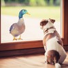 Stickerscape Bird Window Stickers (Duck - Option 1) | Spring