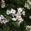 Hand Soap Wild Rose