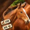 trendaffe - Brown horse is riding or on the paddock